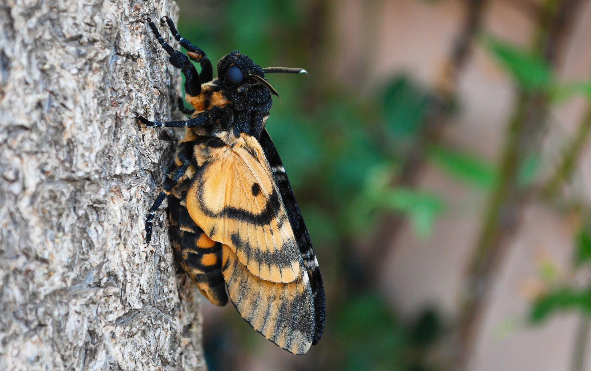 Death's Head Hawkmoth, La Biar Teulada Spain 23/06/14