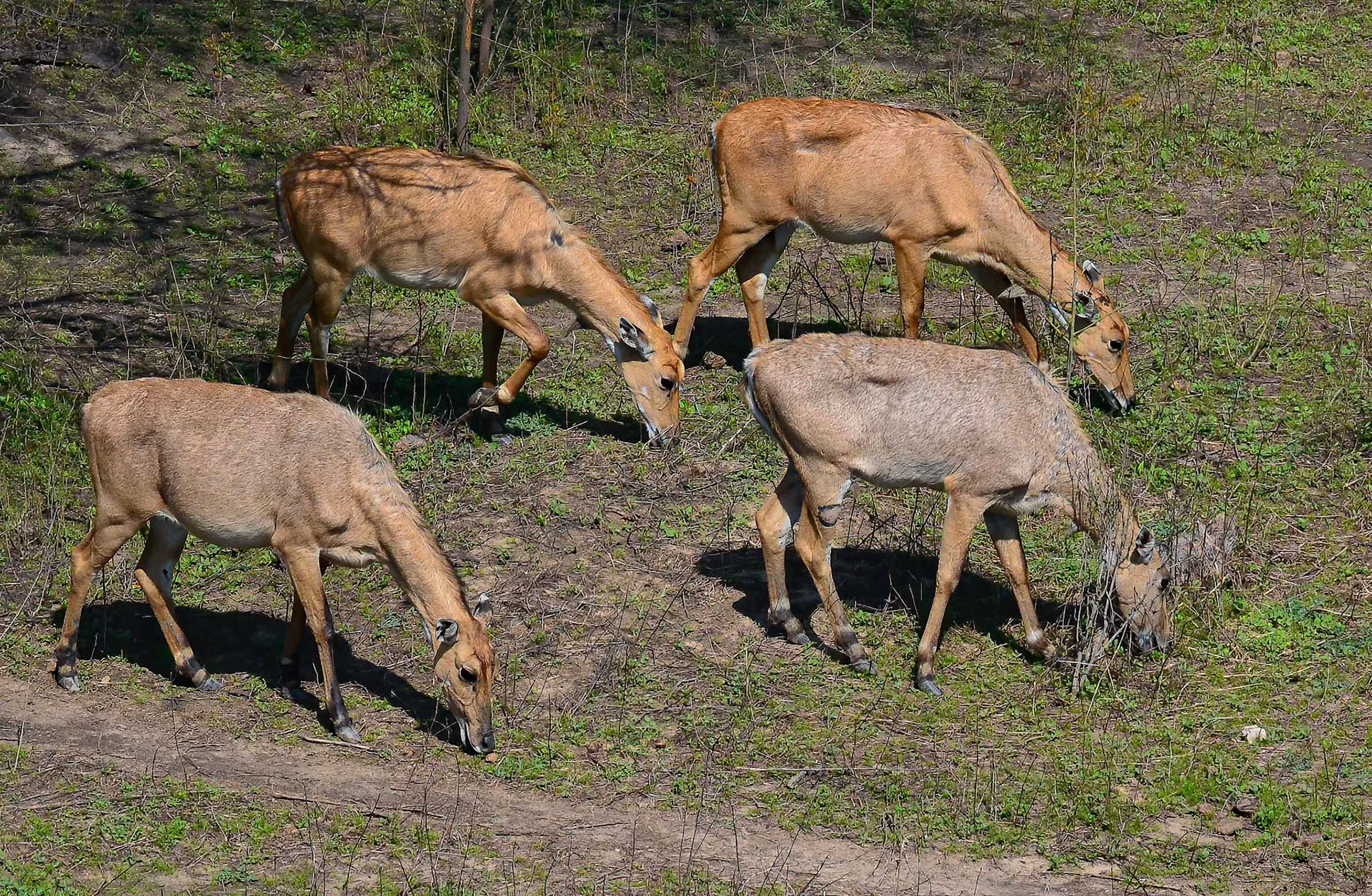 Nilgai Does, Sultanpur NP, Haryana India 08/03/14.