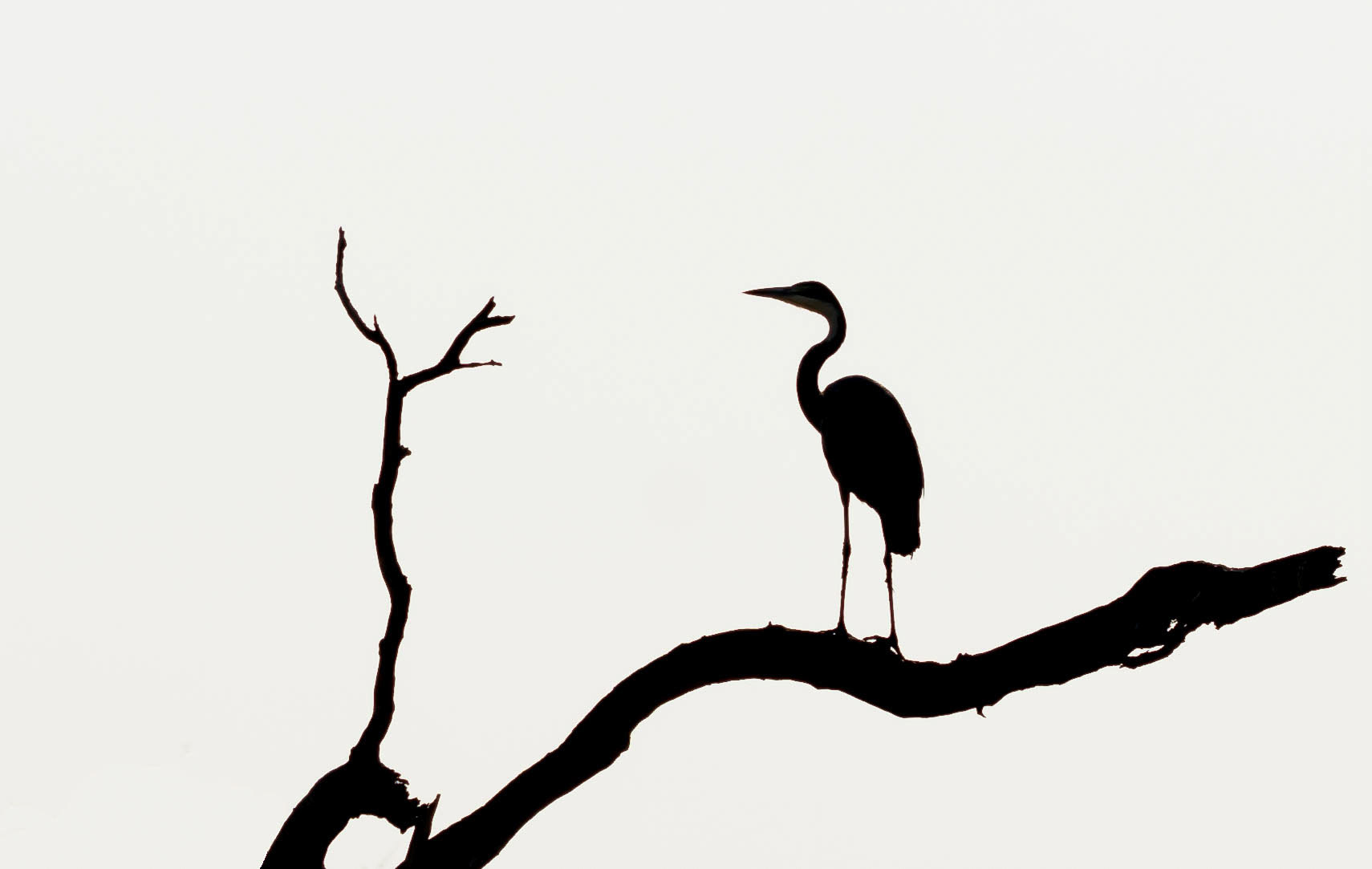 Grey Heron, Kafunta Zambia 08/09/17