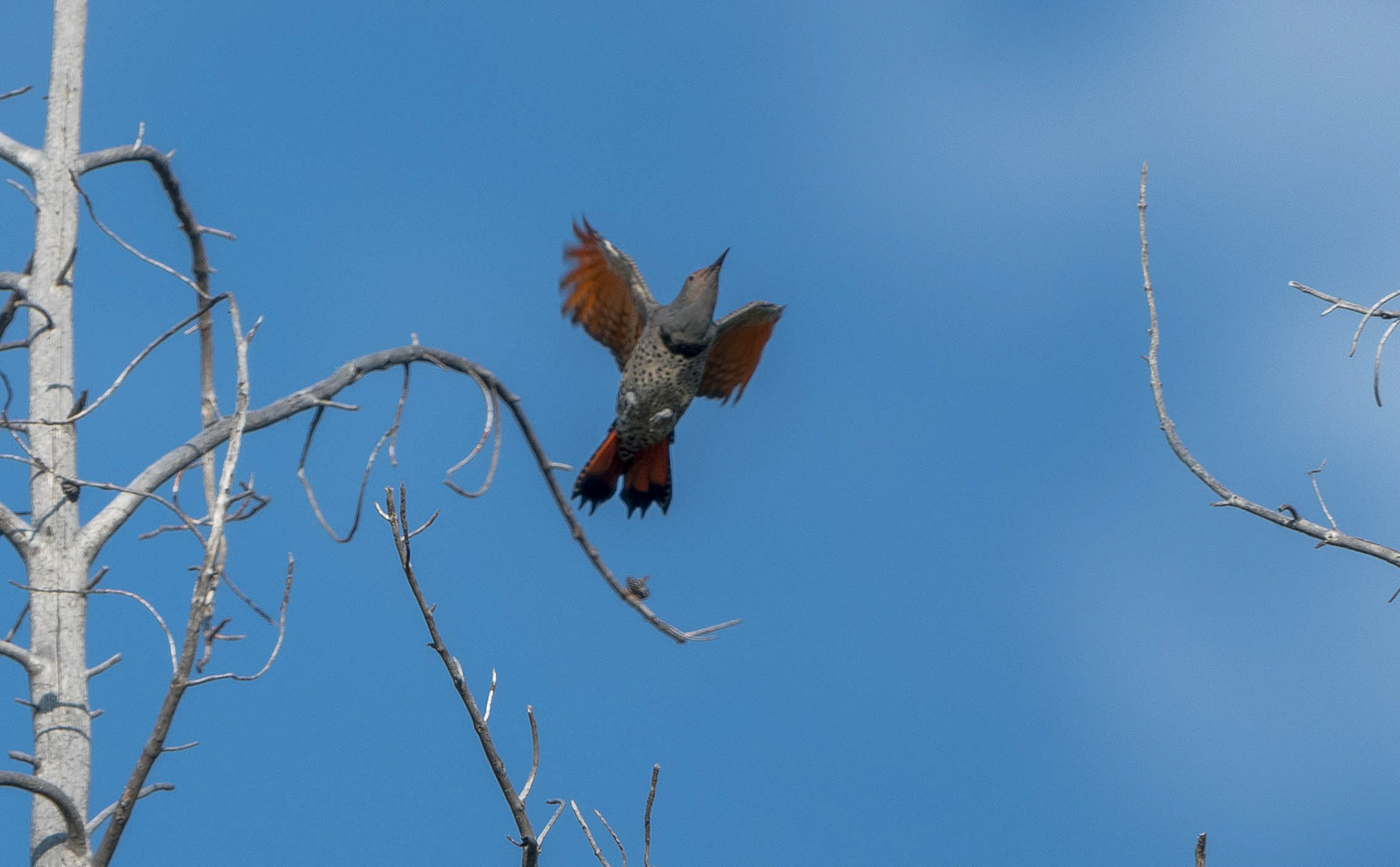 Northern Flicker. Grand Teton NP. Wyoming 12/09/18