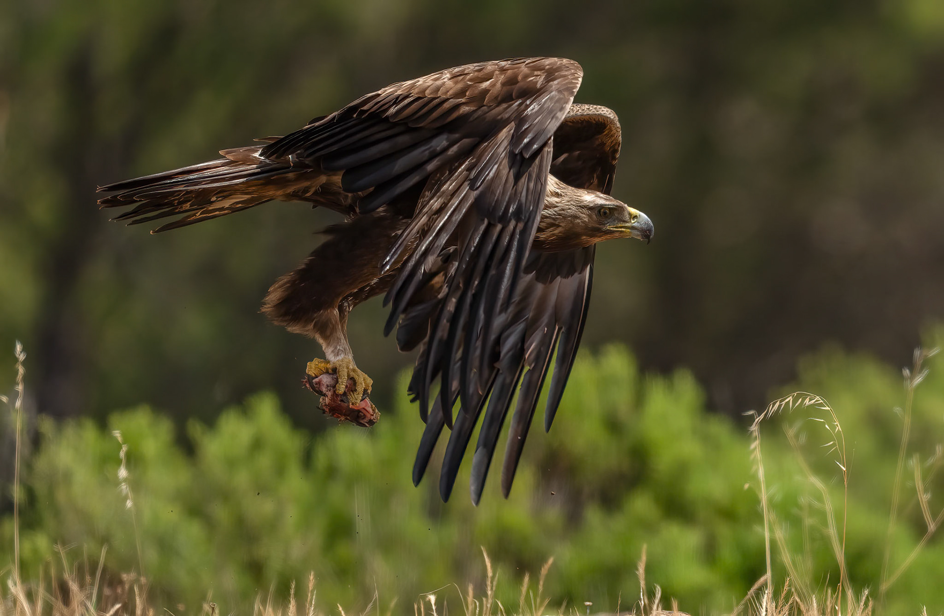 Golden Eagle, Adamuz Andalucia, Spain. 29-05-23.