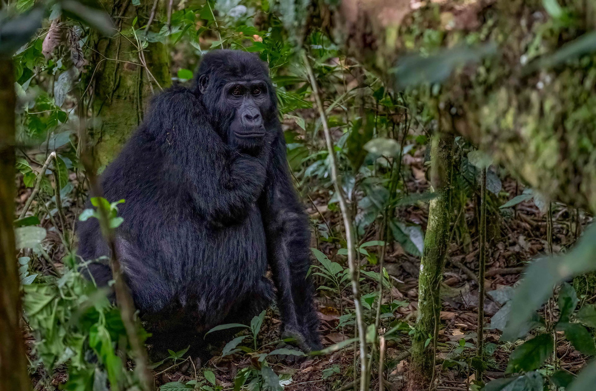 Adult female, Katwe Gorilla Family, Bwindi NP. 05-08-23.