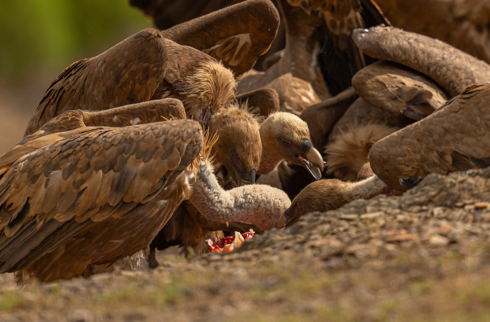 Griffon Vultures feasting, Adamuz, Andalucia Spain. 29-05-23.