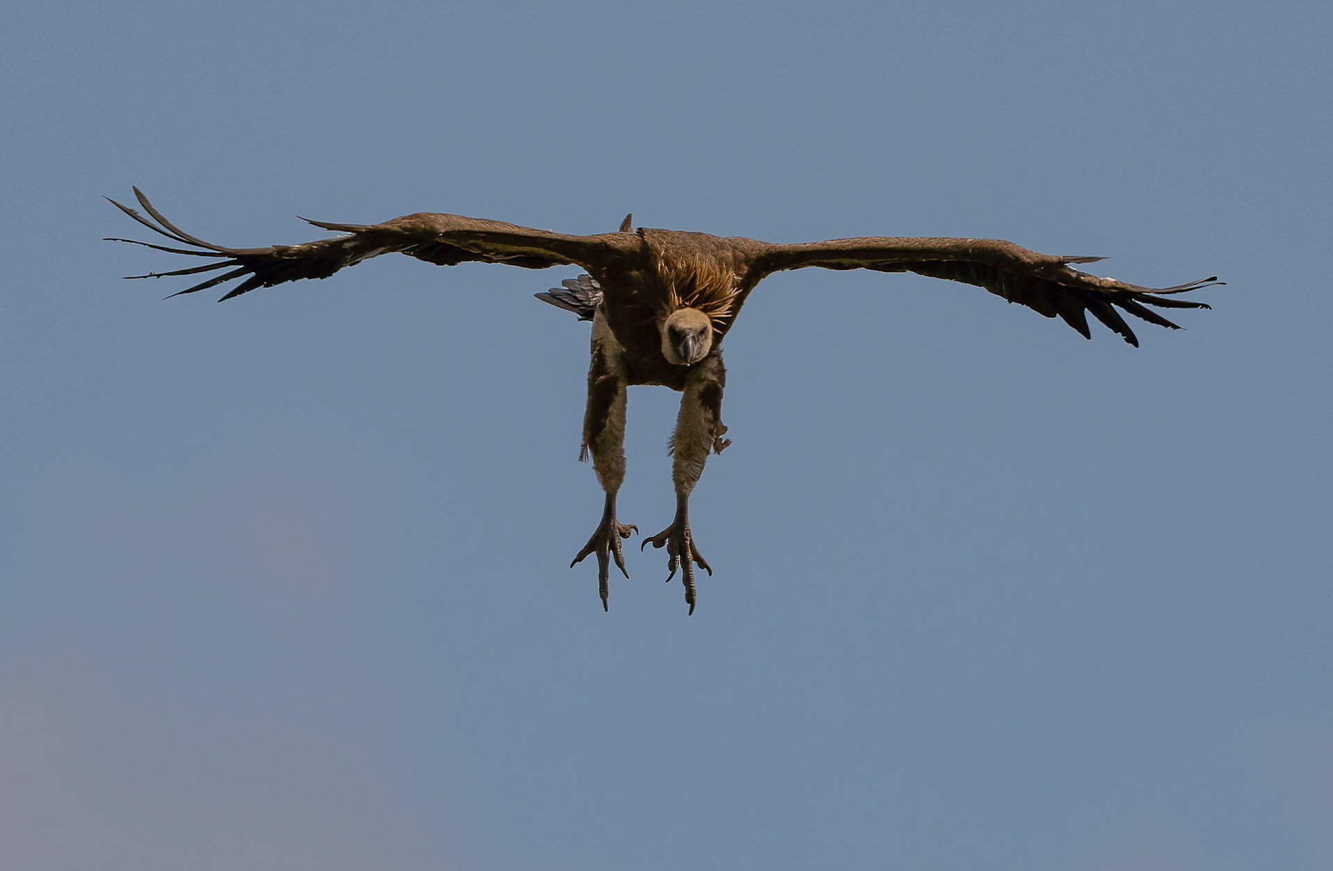 Griffon Vulture, Adamuz, Andalucia Spain. 29-05-23.