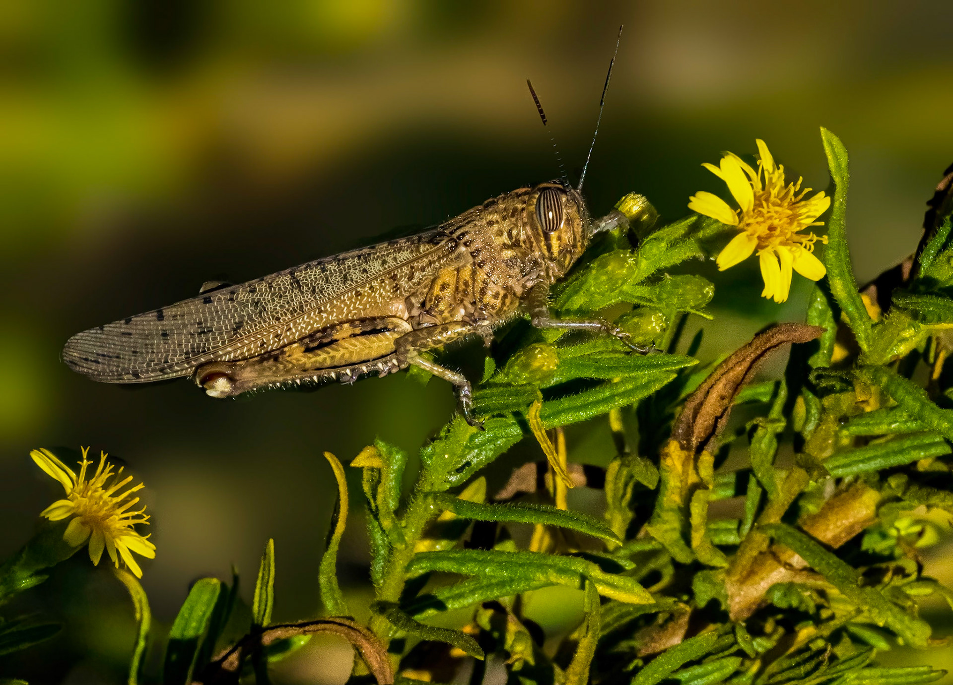 Egyptian Grasshopper, La Biar, Valencia, Spain. 20/10/21.