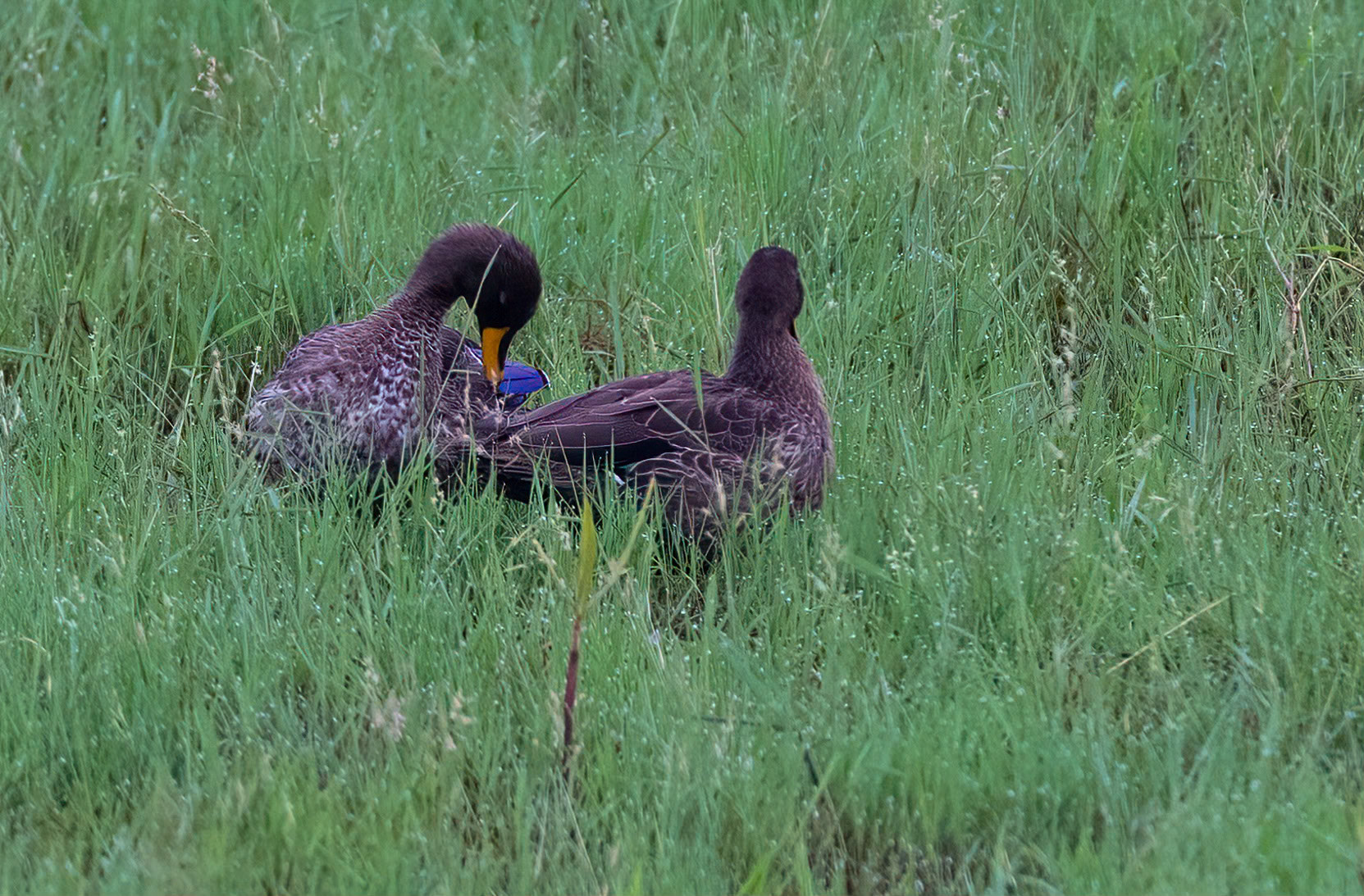 Yellow-billed Duck, Masaka, Uganda. 07-08-23.