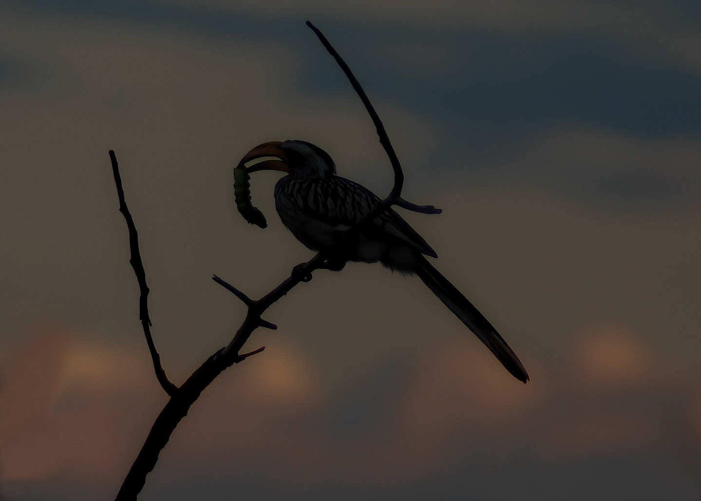 Southern Grey Hornbill + Mopane Worm, Etosha Namibia 22/04/09
