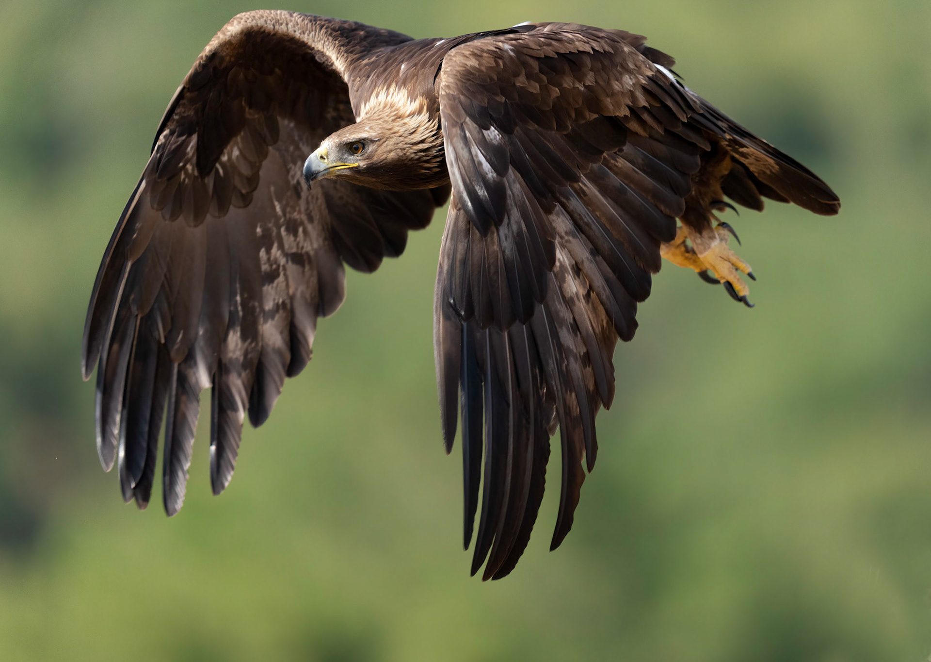 Golden Eagle, Adamuz, Andalucia, Spain. 30/05/22.