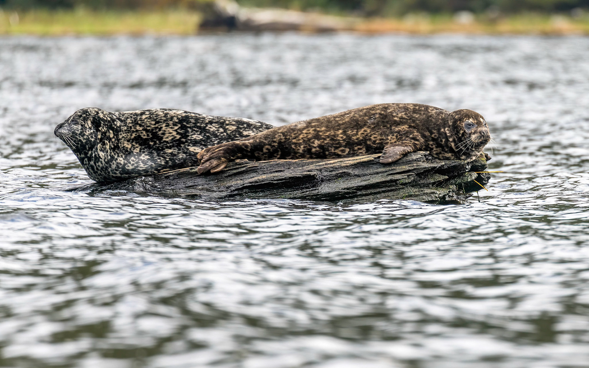 Harbour Seals. Nekite river estuary.B.C 24/09/18