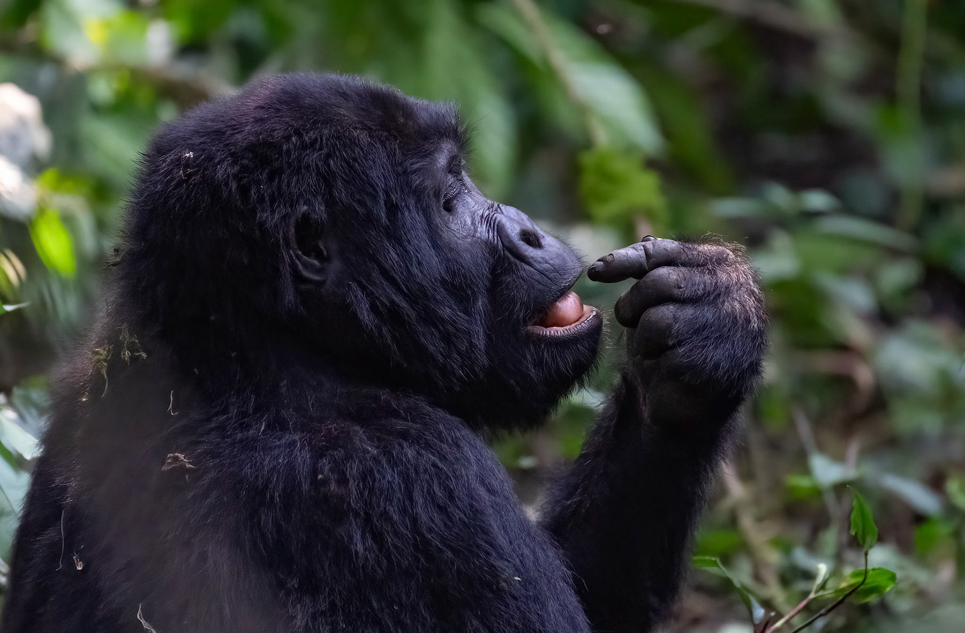Adult female, Katwe Gorilla Family, Bwindi NP. 05-08-23.