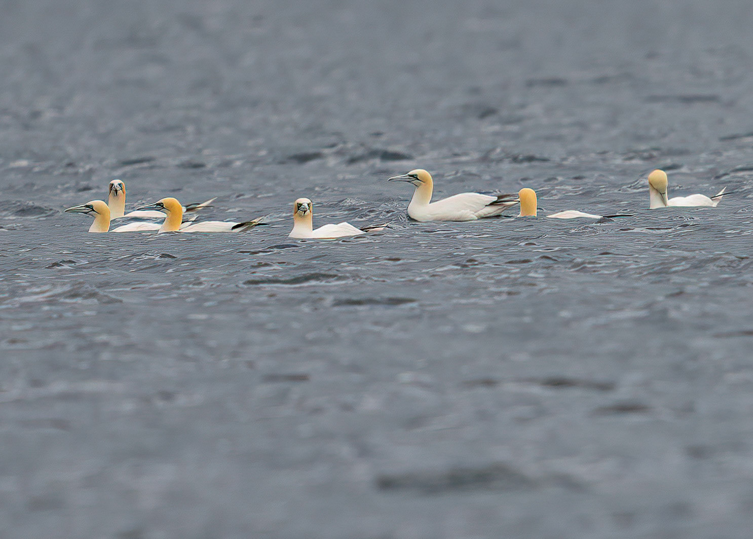 Gannets, Loch Na Keal, Mull Scotland. 06/08/21.