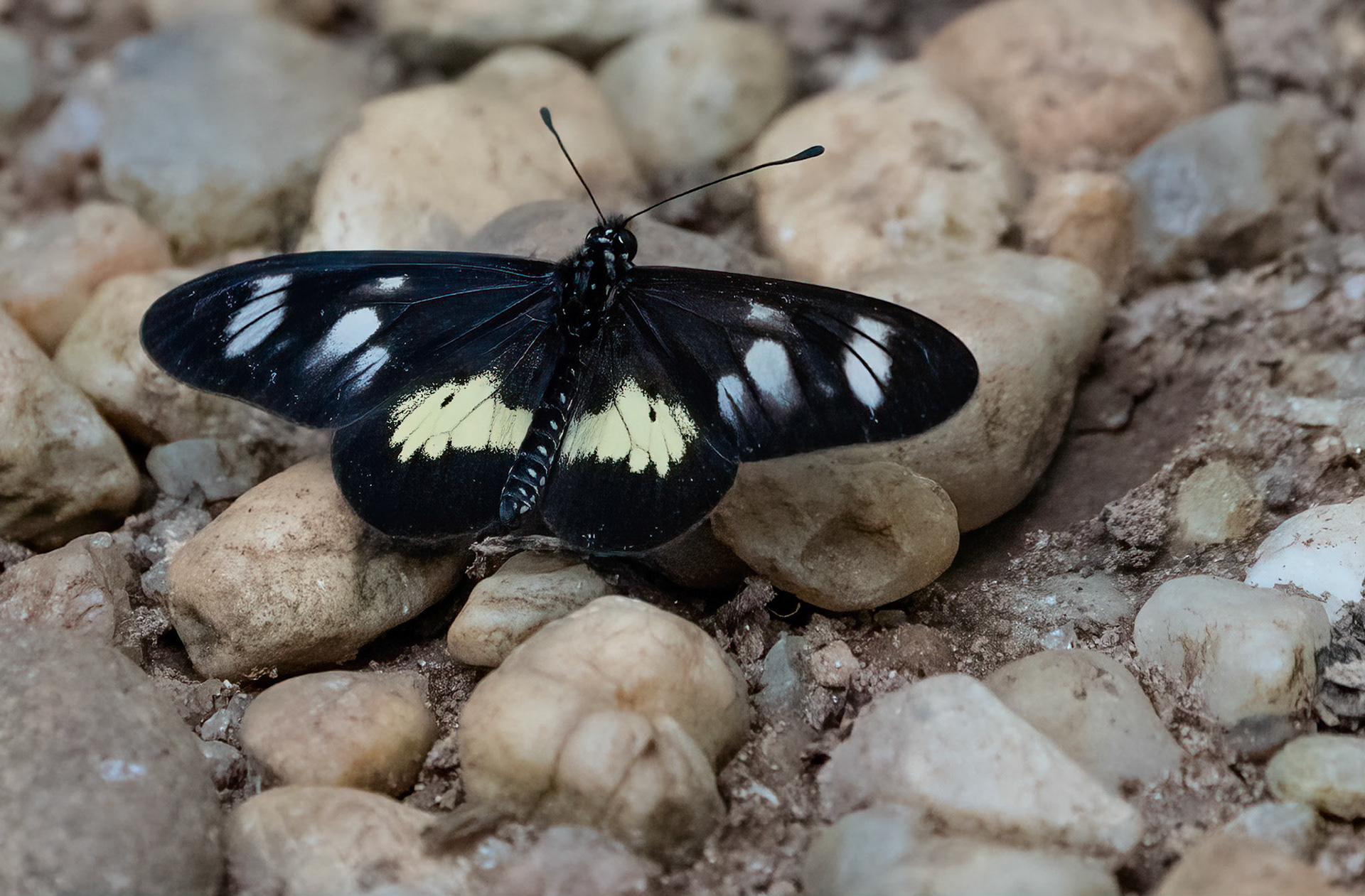 Pale Glassy Dark-veined Amber, Bwindi Forest, Uganda. 05-08-23.