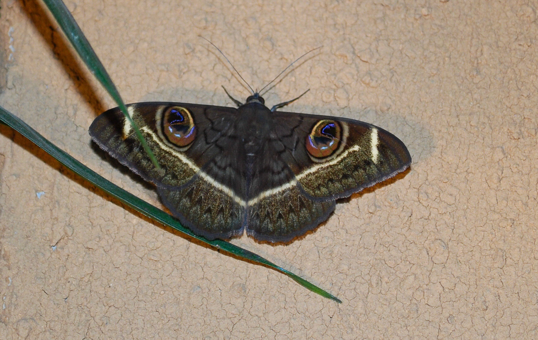 Cream-striped Moth, Okonjima Namibia 18/04/09