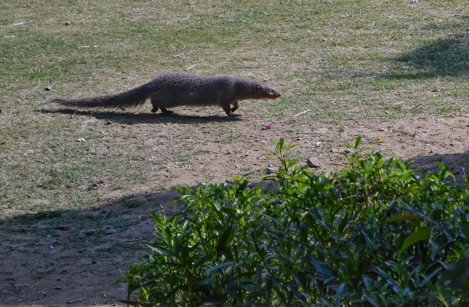 Common Mongoose, Dehli, Haryana India 11/03/14.