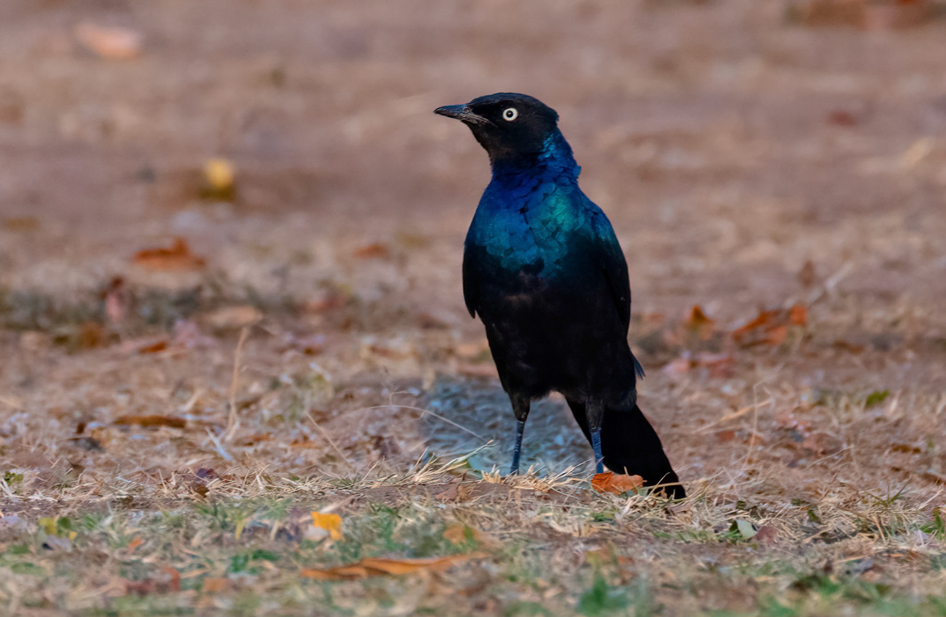 Ruppell's Starling, Lake Mburo, Uganda. 06-08-23.