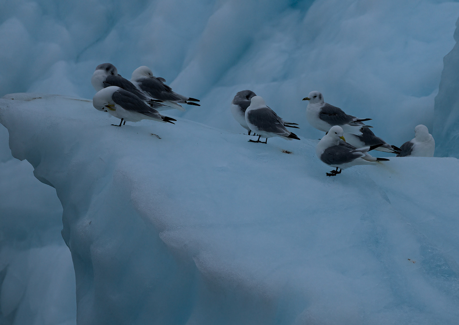 Kittiwakes on iceberg near Vegafonna glacier, Svalbard. 05-08-2022.