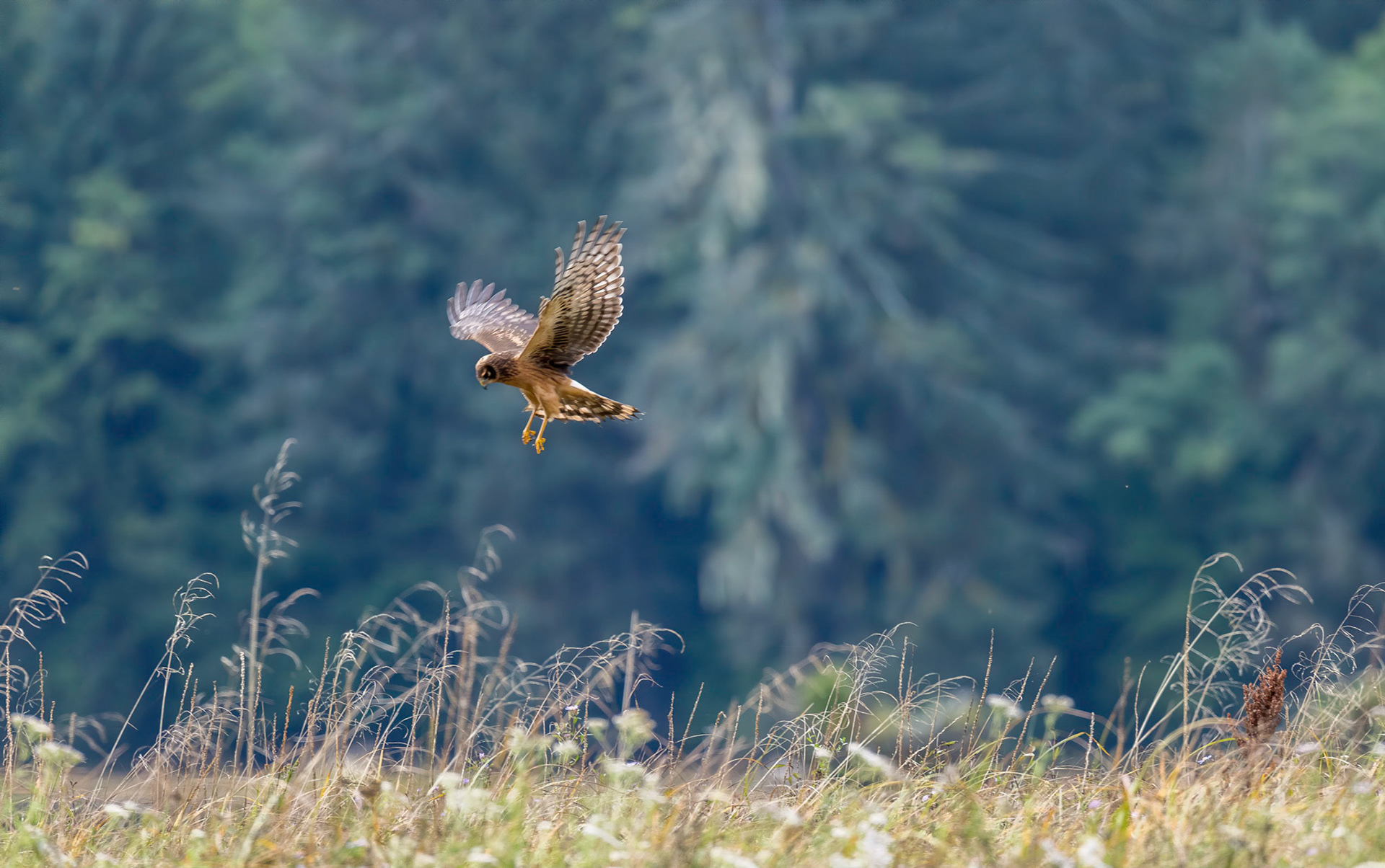 Northern Harrier. Nekite river estuary. B.C. 24/09/18