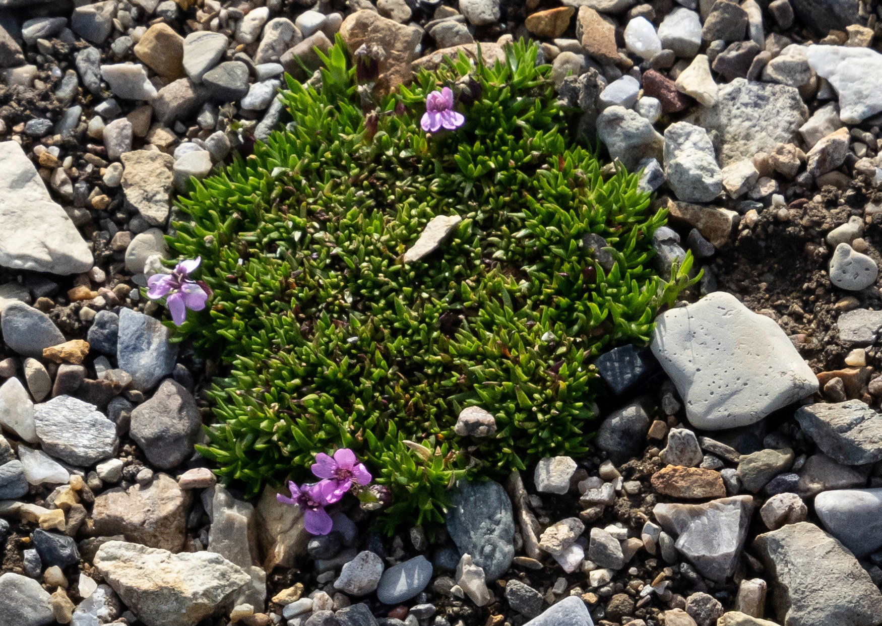 Purple Saxifrage, Ny Alesund, Svalbard. 02-08-2022.