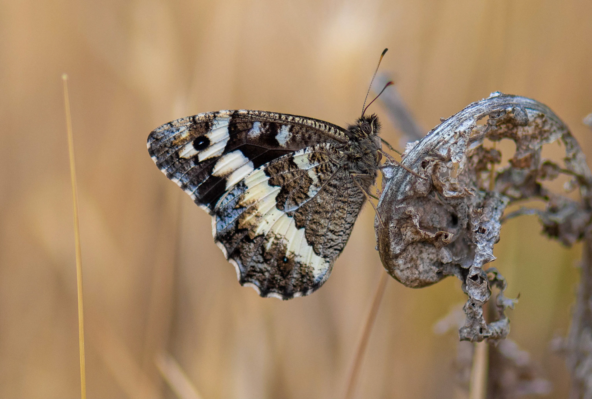 Great Banded Grayling, Sepulveda Spain 24/06/19