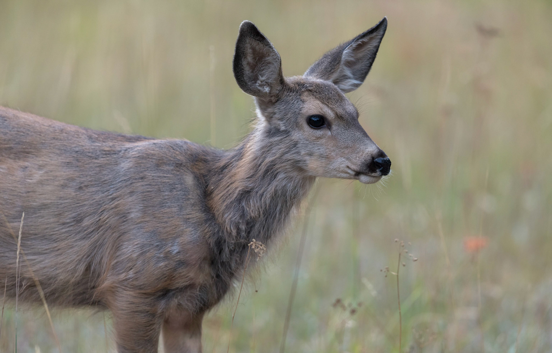 Mule Deer Fawn. Grand Teton NP. Wyoming 11/09/18