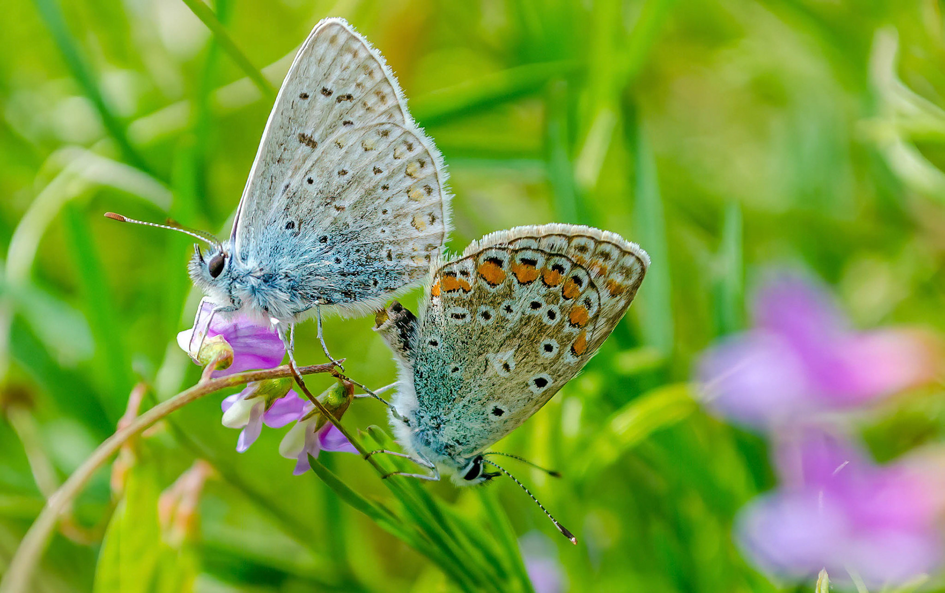 Common Blues Mating, La Biar, Spain 25/04/15
