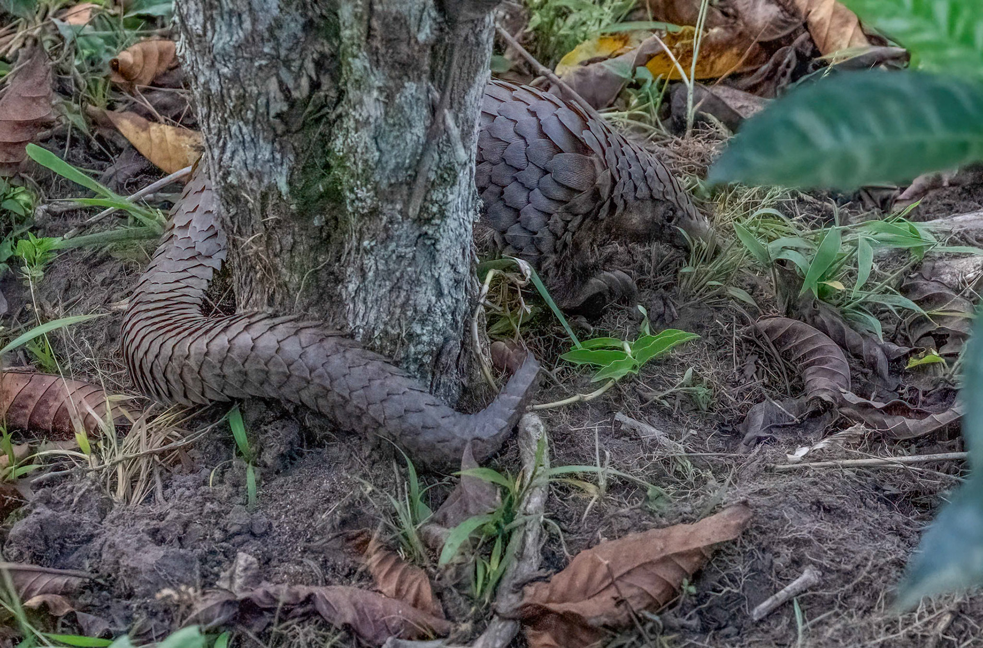 Pangolin, Rugando near Bwindi Forest, Uganda. 05-08-23.