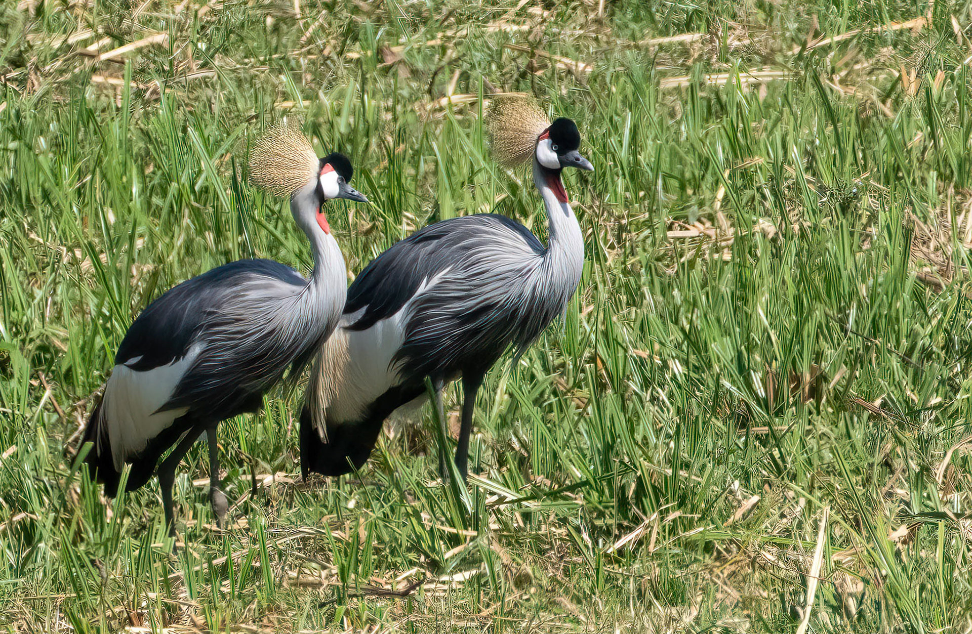 Grey Crowned Cranes, near Muhanga, Uganda. 06-08-23.