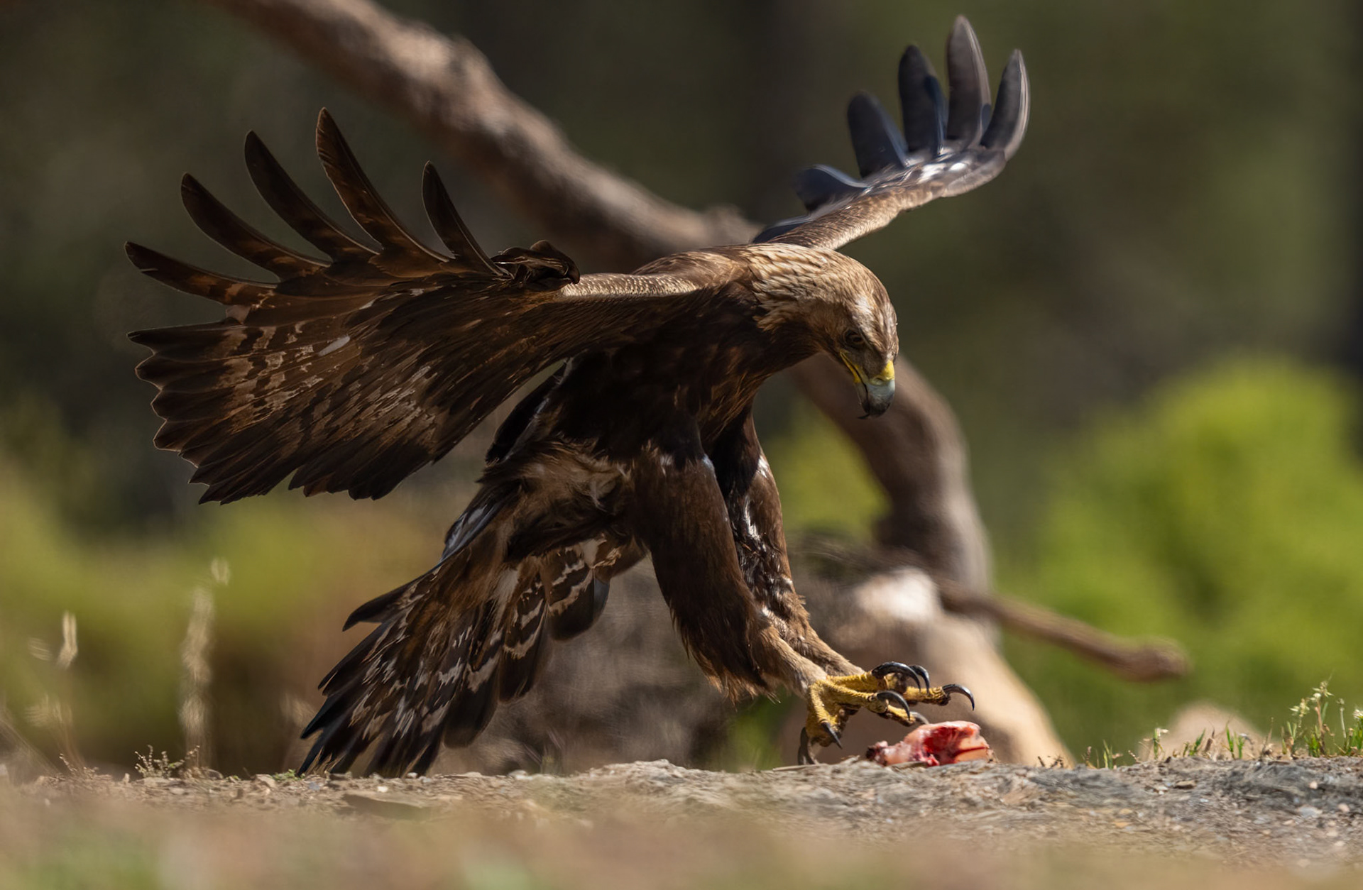 Golden Eagle, Adamuz Andalucia, Spain. 29-05-23.