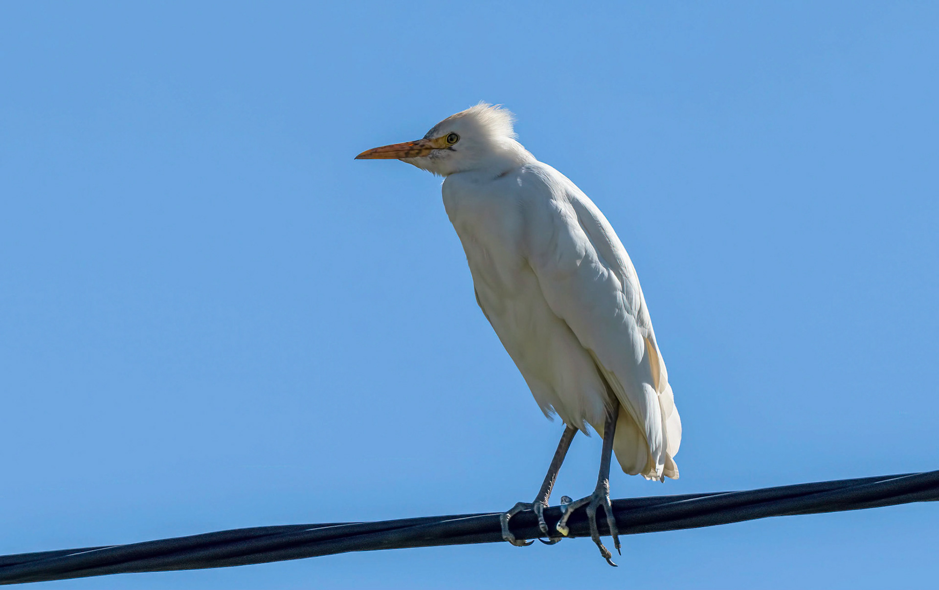 Cattle Egret La Biar Spain 09/03/19