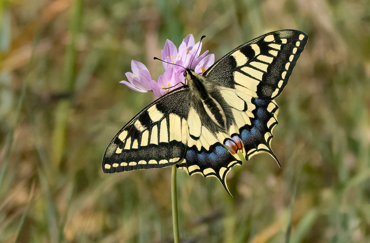 Swallowtail on Field Garlic, La Biar, Valencia, Spain. 29-03-23.