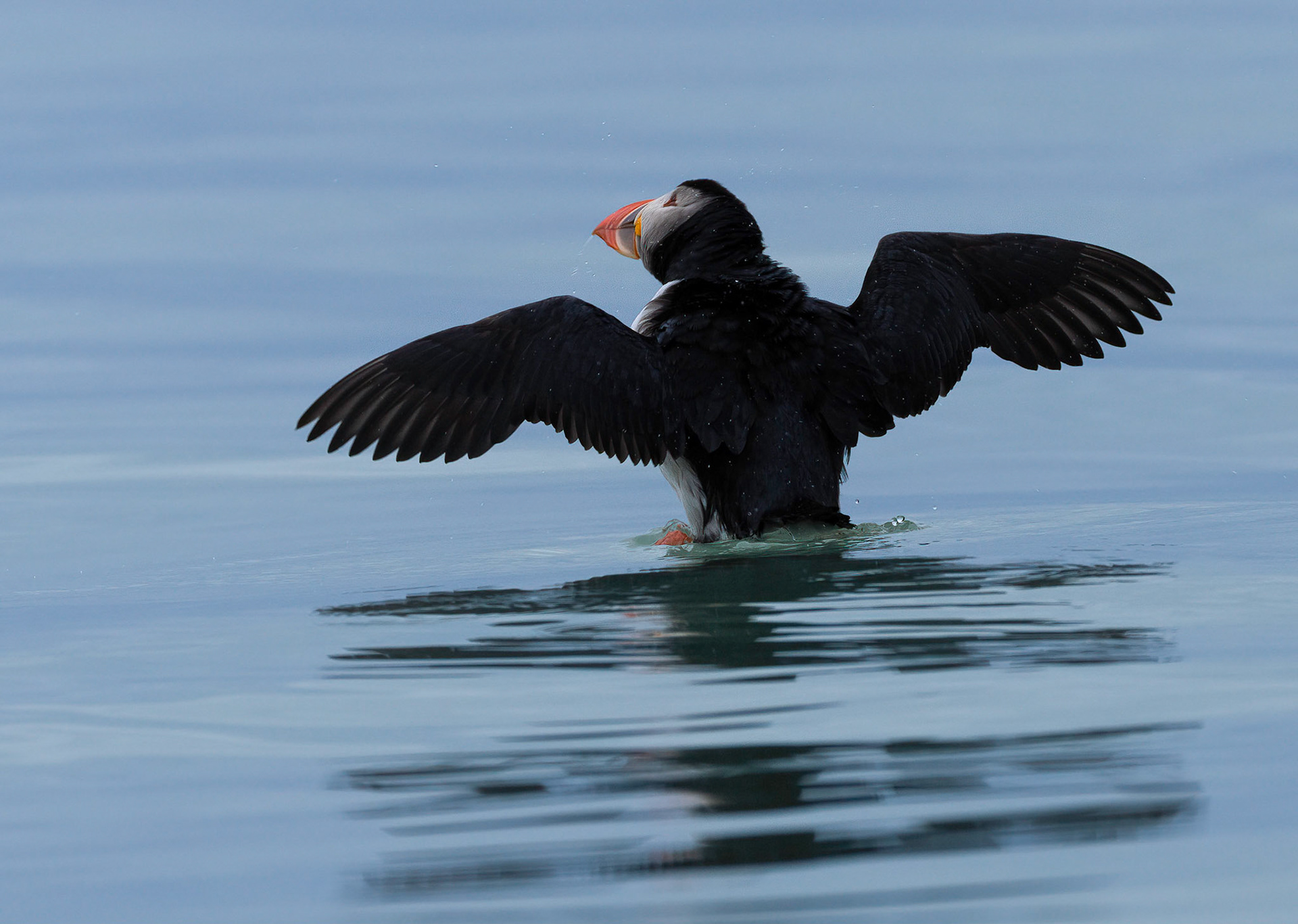 Puffin, Kongsfjorden, Svalbard. 02-08-2022.