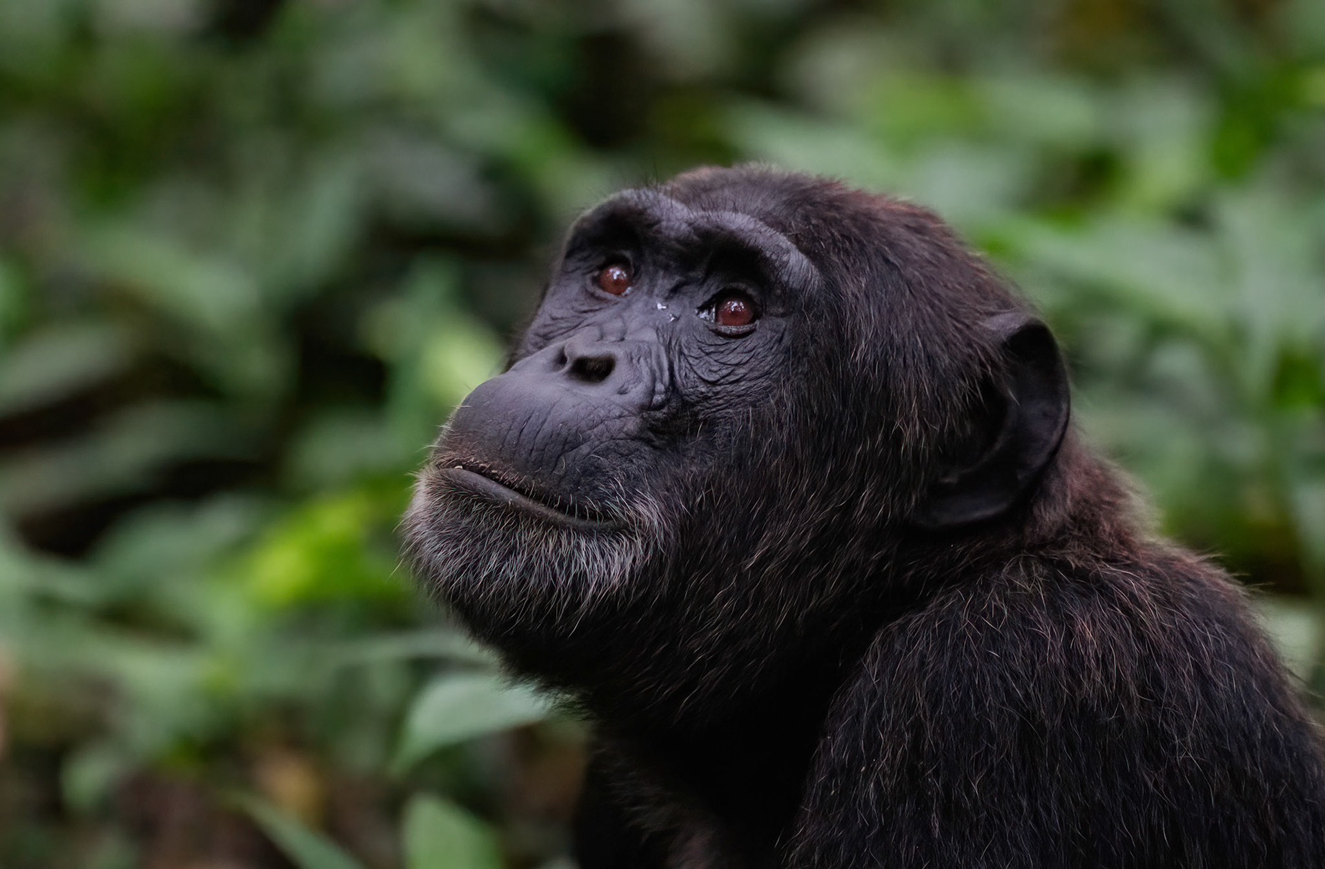 Male Chimpanzee, Kibale Forest Park, Uganda. 03-08-23.
