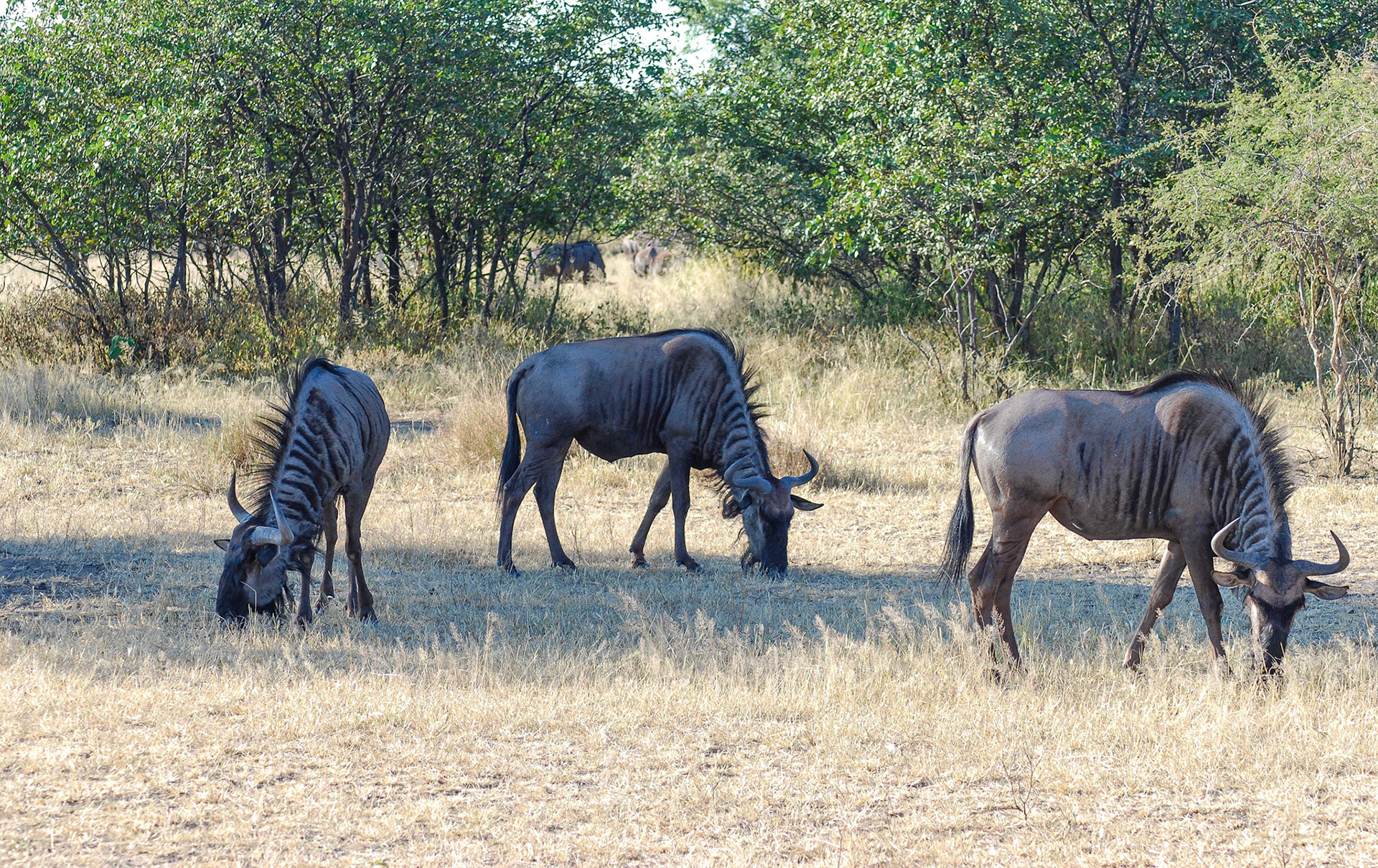 Blue Wildebeest, Etosha Namibia 21/04/09