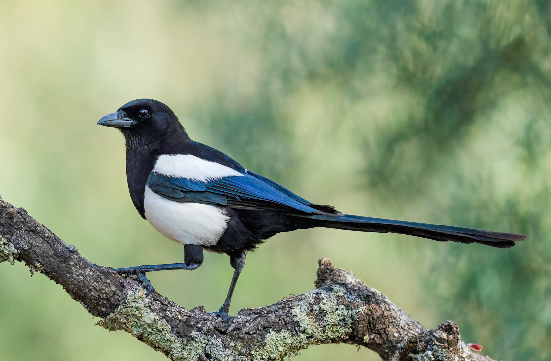 Magpie, Adamuz, Andalucia Spain. 30-05-23.