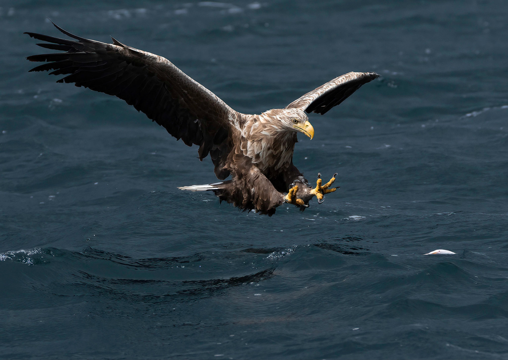 White-tailed Eagle, Loch Na Keal, Mull, Scotland. 05/08/21.