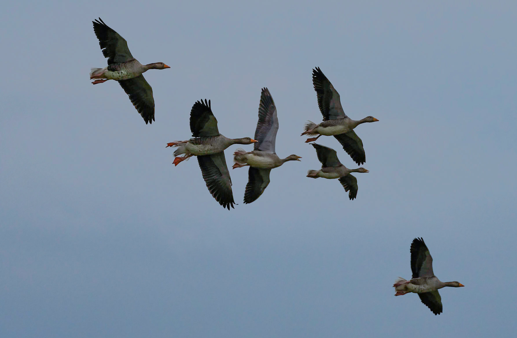 Greylag Geese, Loch Na Keal, Mull, Scotland. 05/08/21.