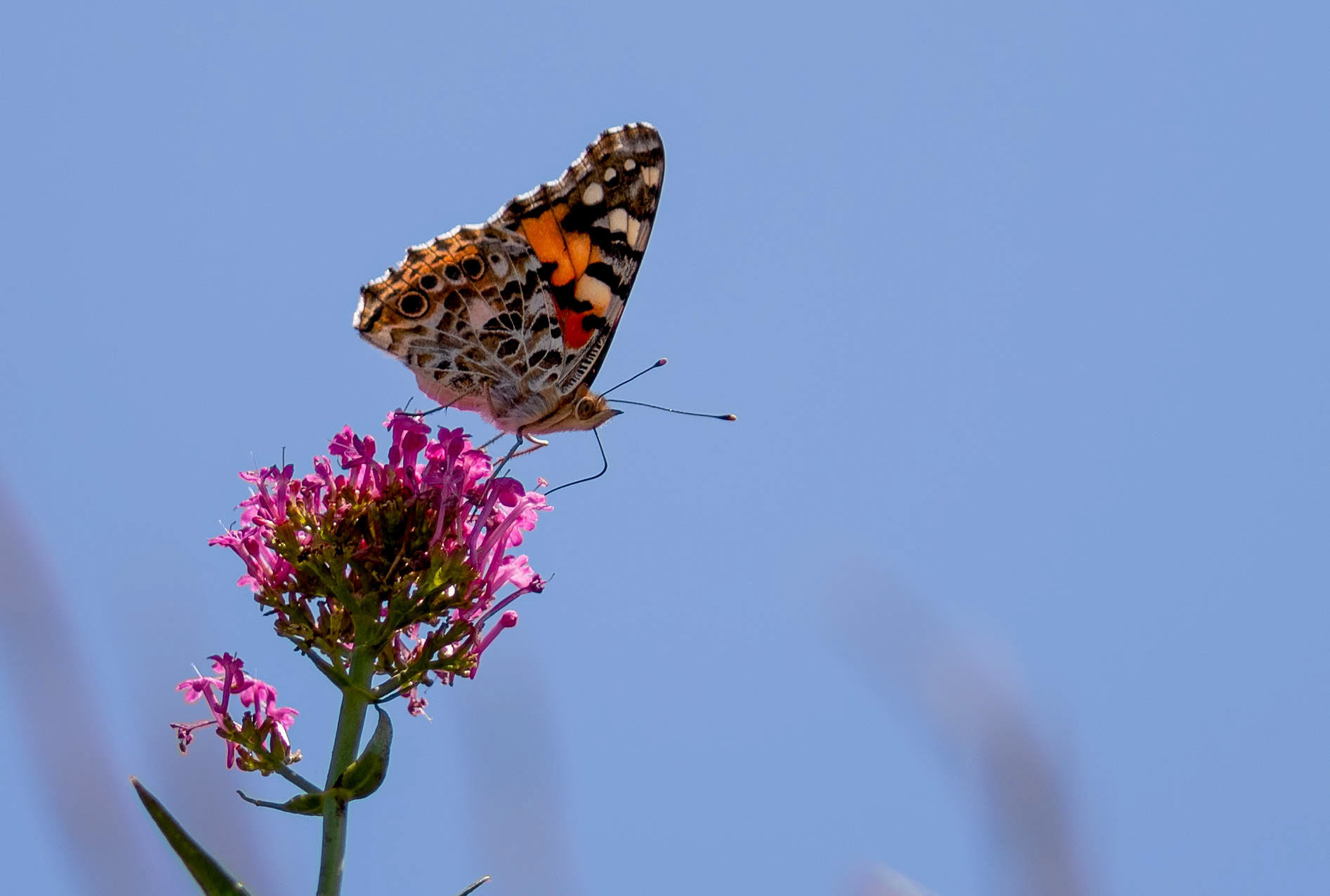 Painted Lady, La Biar Spain 09/07/19