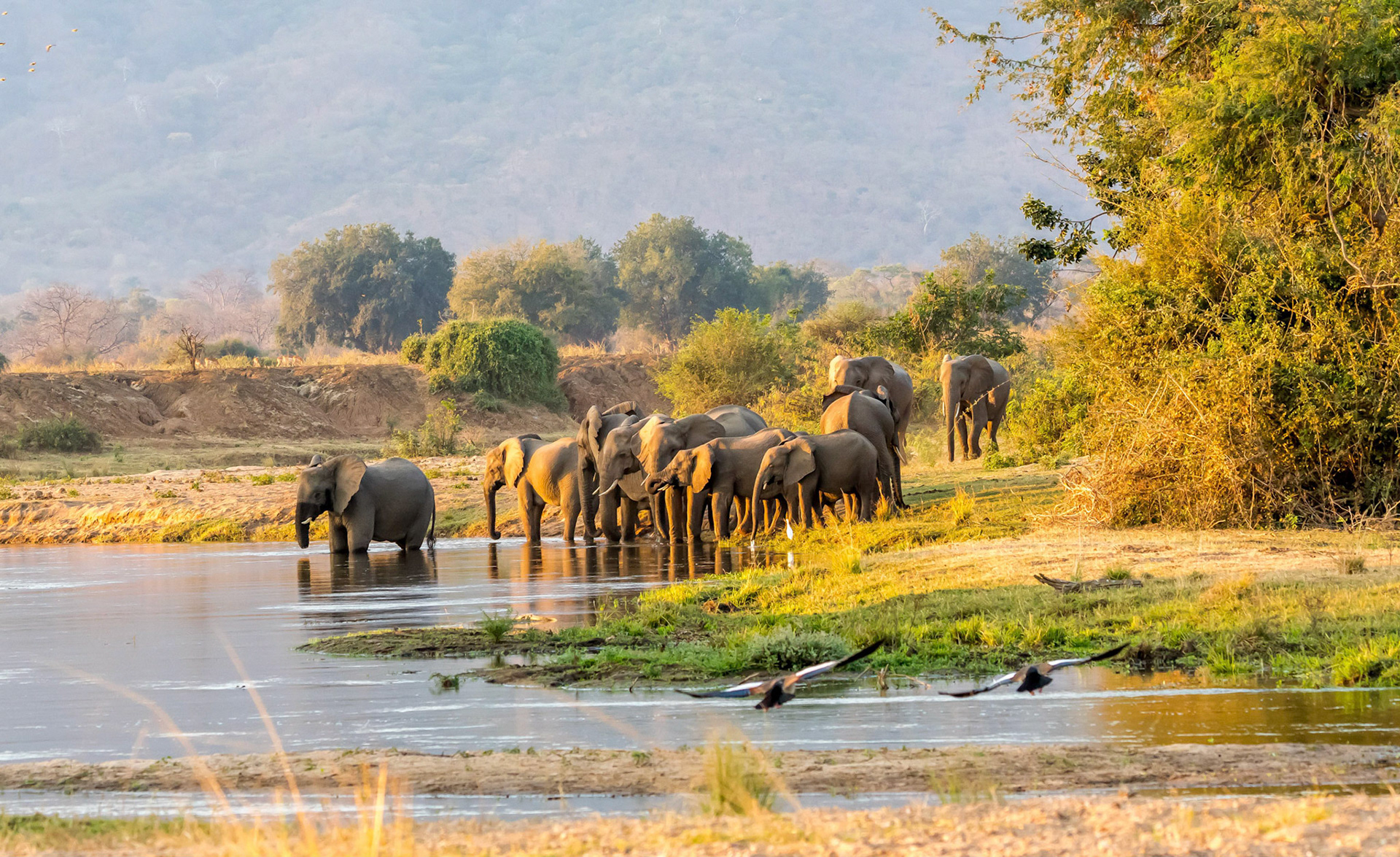 Elephant herd, Chongwe Zambia 06/09/17
