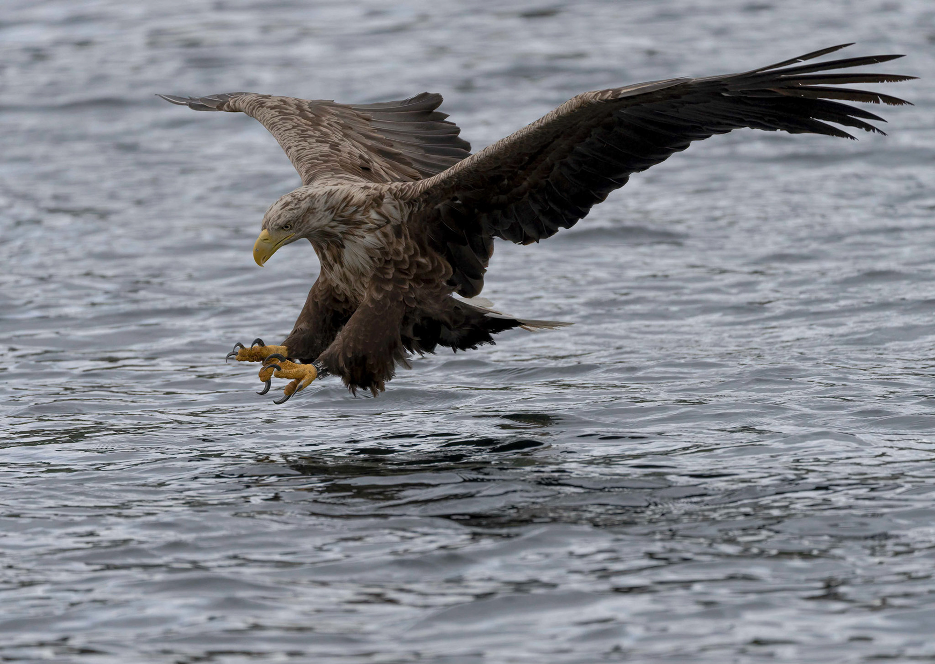 White-tailed Eagle, Loch Na Keal, Mull, Scotland. 06/08/21.