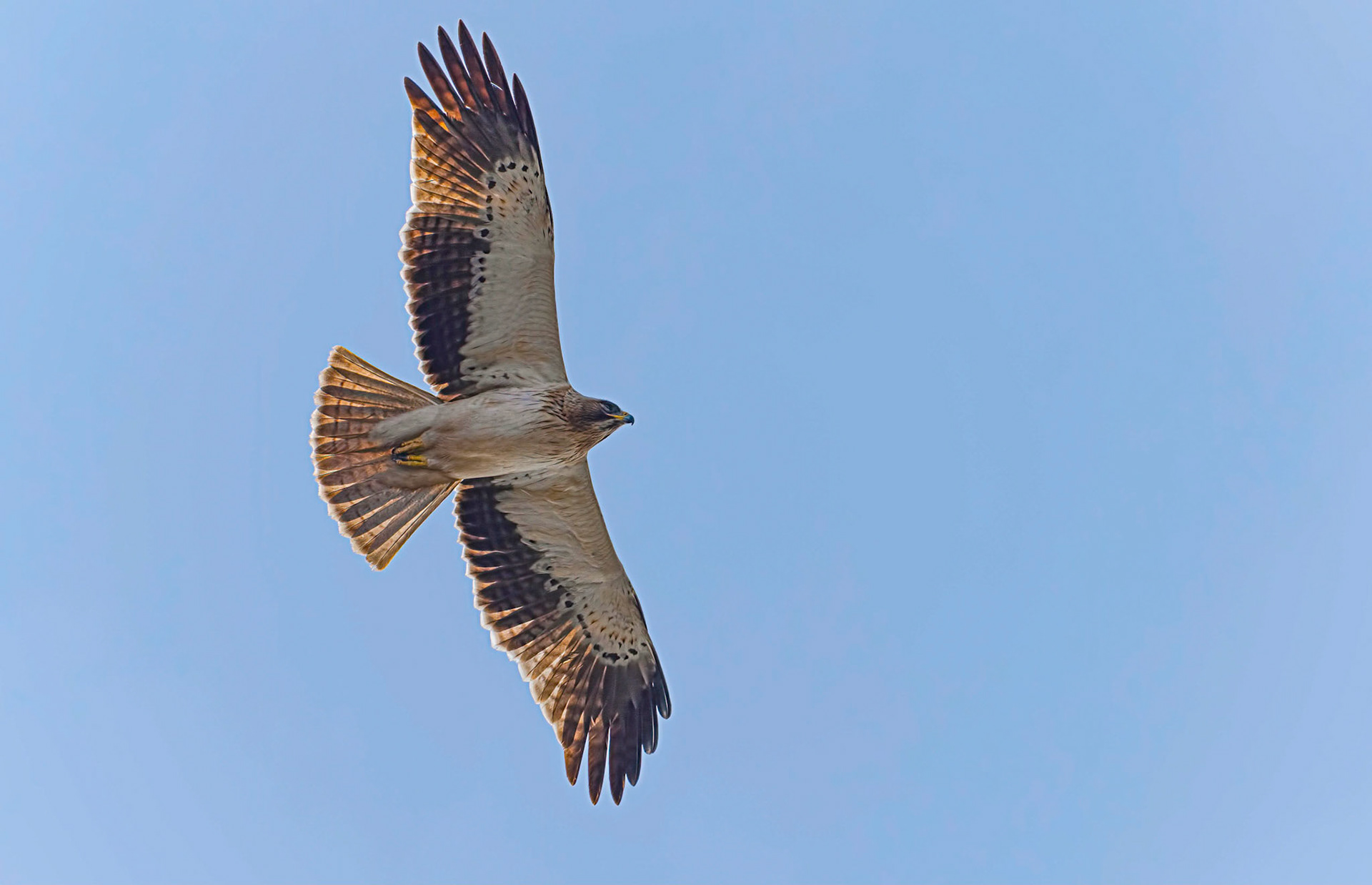 Booted Eagle, Pego Marsh, Spain 19/12/18