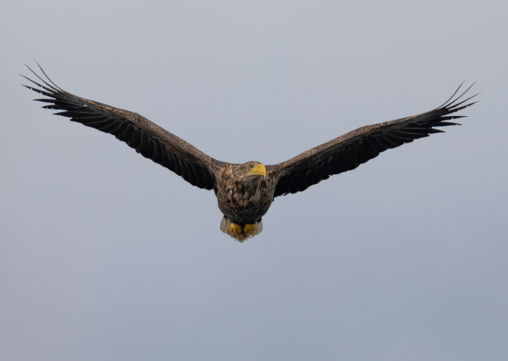 White-tailed Eagle, Loch Na Keal, Mull, Scotland. 05/08/21.