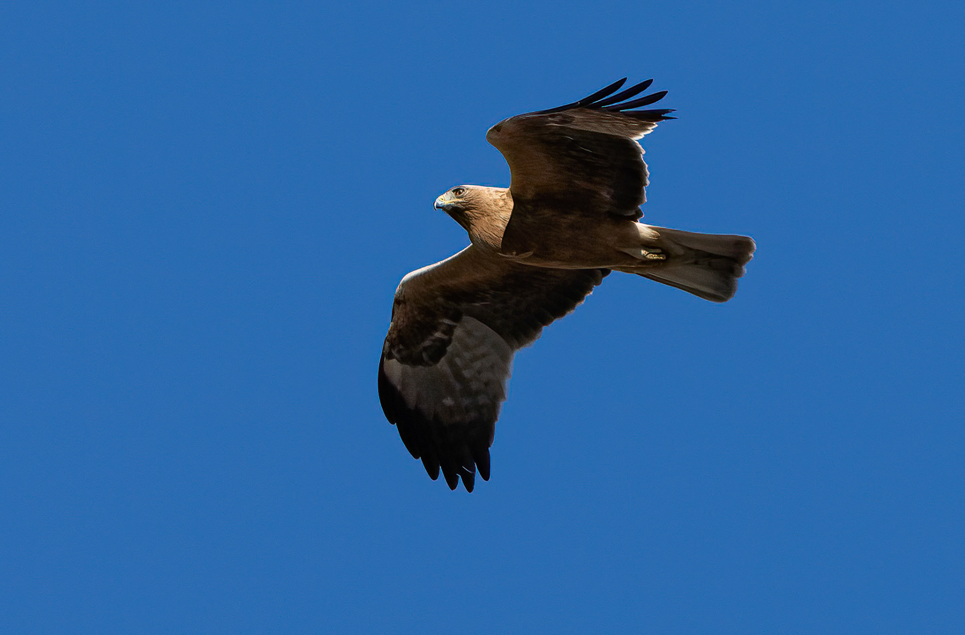 Booted Eagle, dark phase, Pego Marshes, Valencia, Spain.18-01-23.