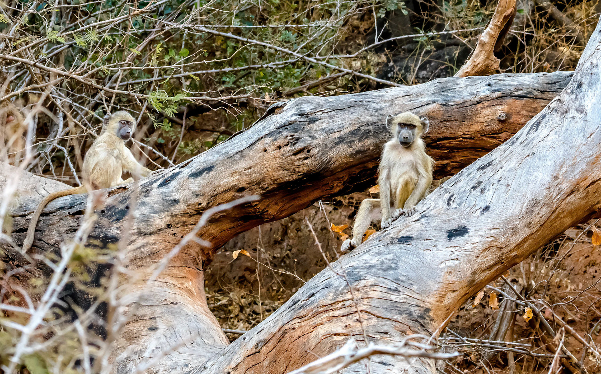 Yellow Baboons, Chongwe Zambia 05/09/17
