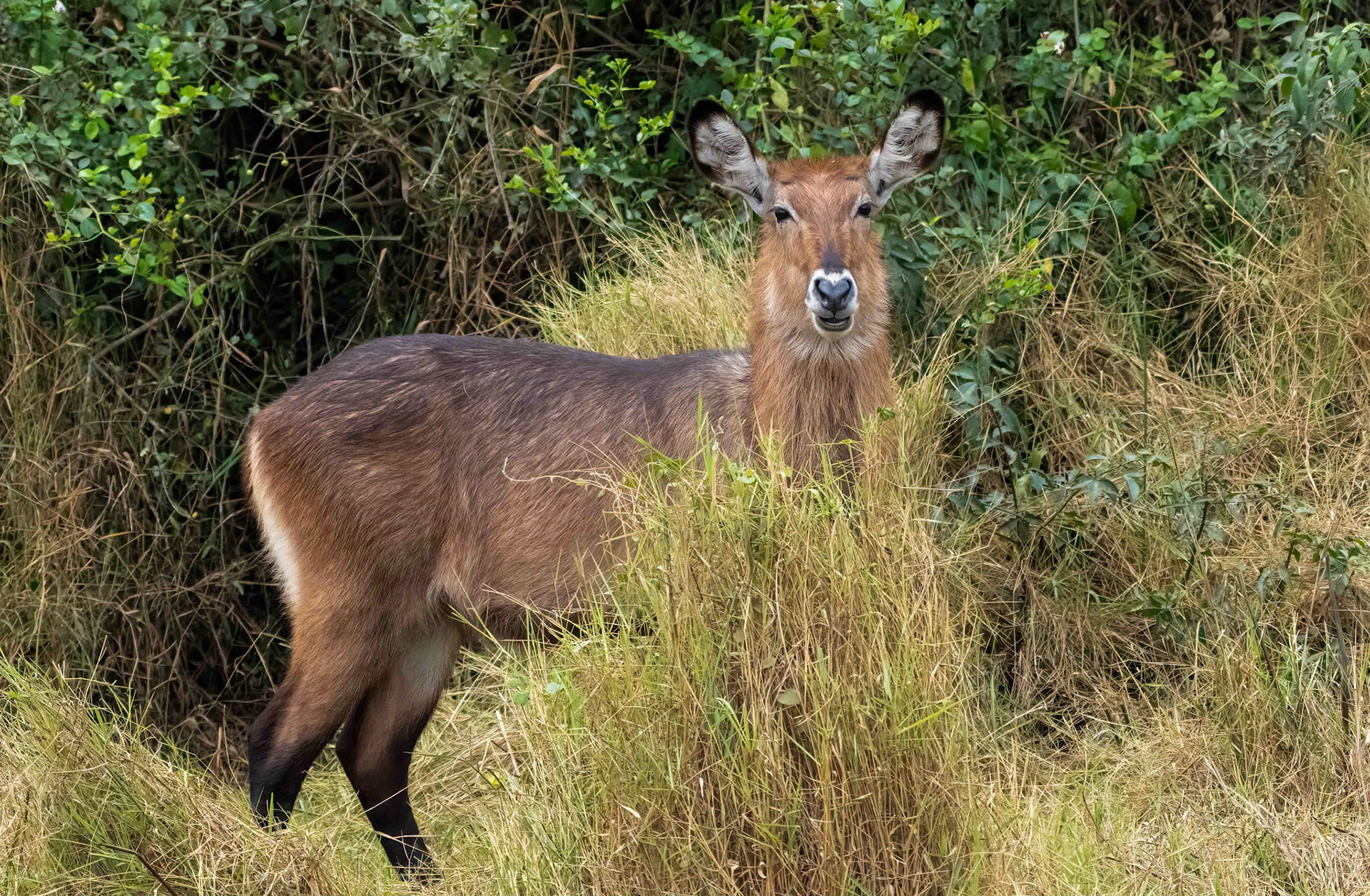 Defassa Waterbuck female, Queen Elizabeth NP. Uganda. 06-08-23.