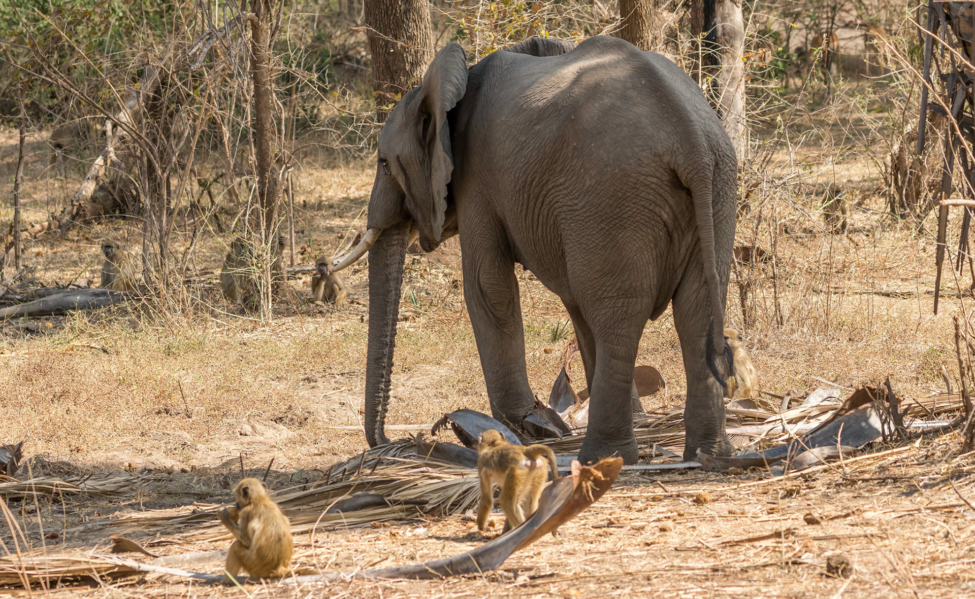Elephant + Yellow Baboons, Chongwe Zambia 05/09/17