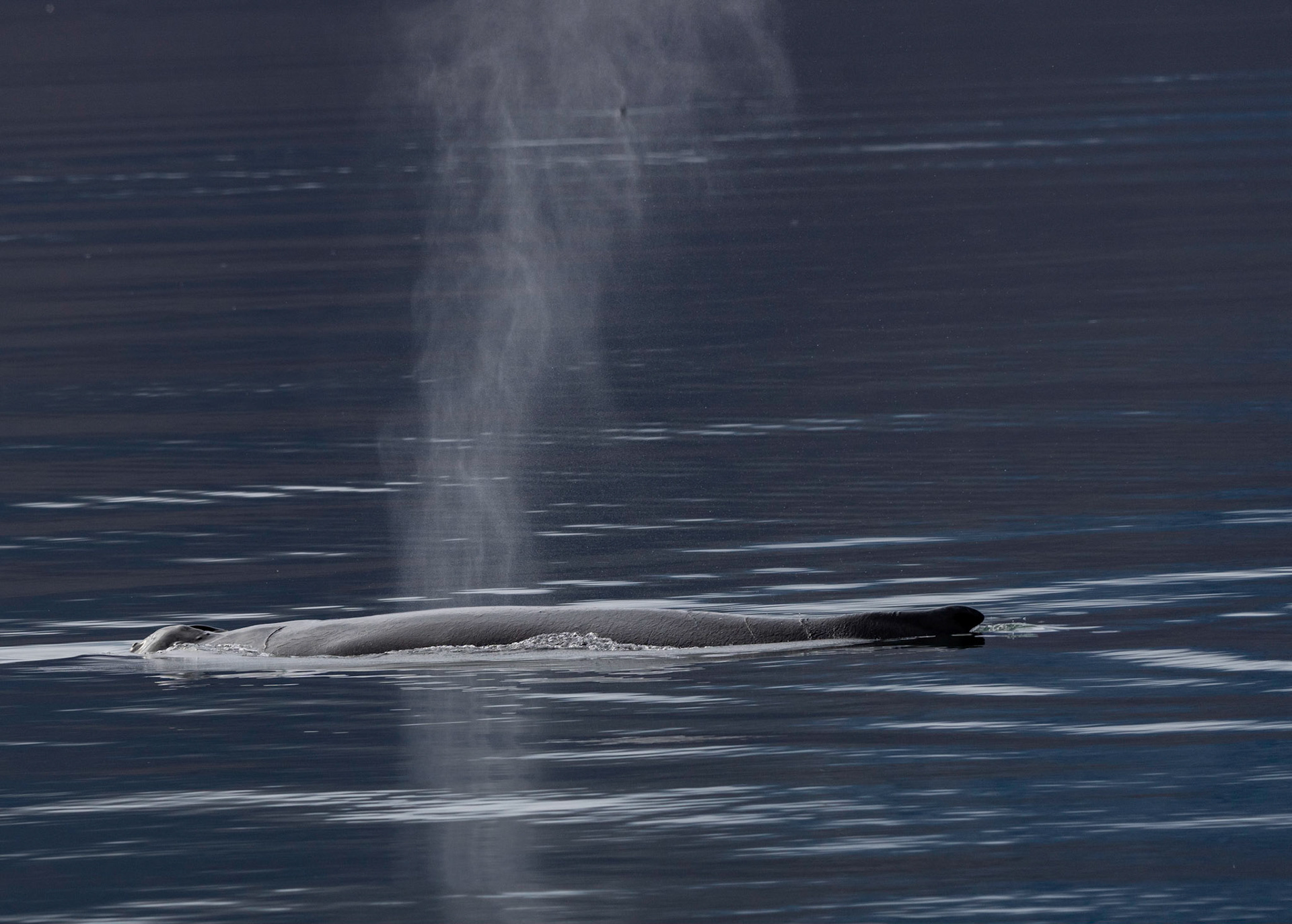 Humpback whale, spouting, Hornsund, Svalbard. 08-08-2022.