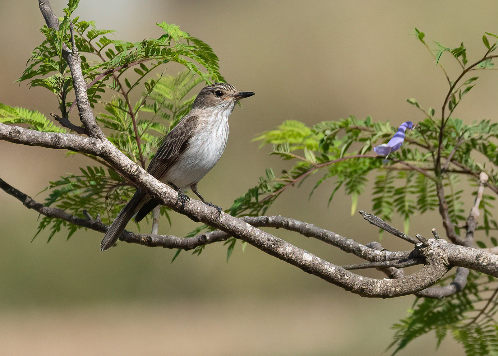 Spotted Flycatcher, La Biar, Spain. 17/06/22.