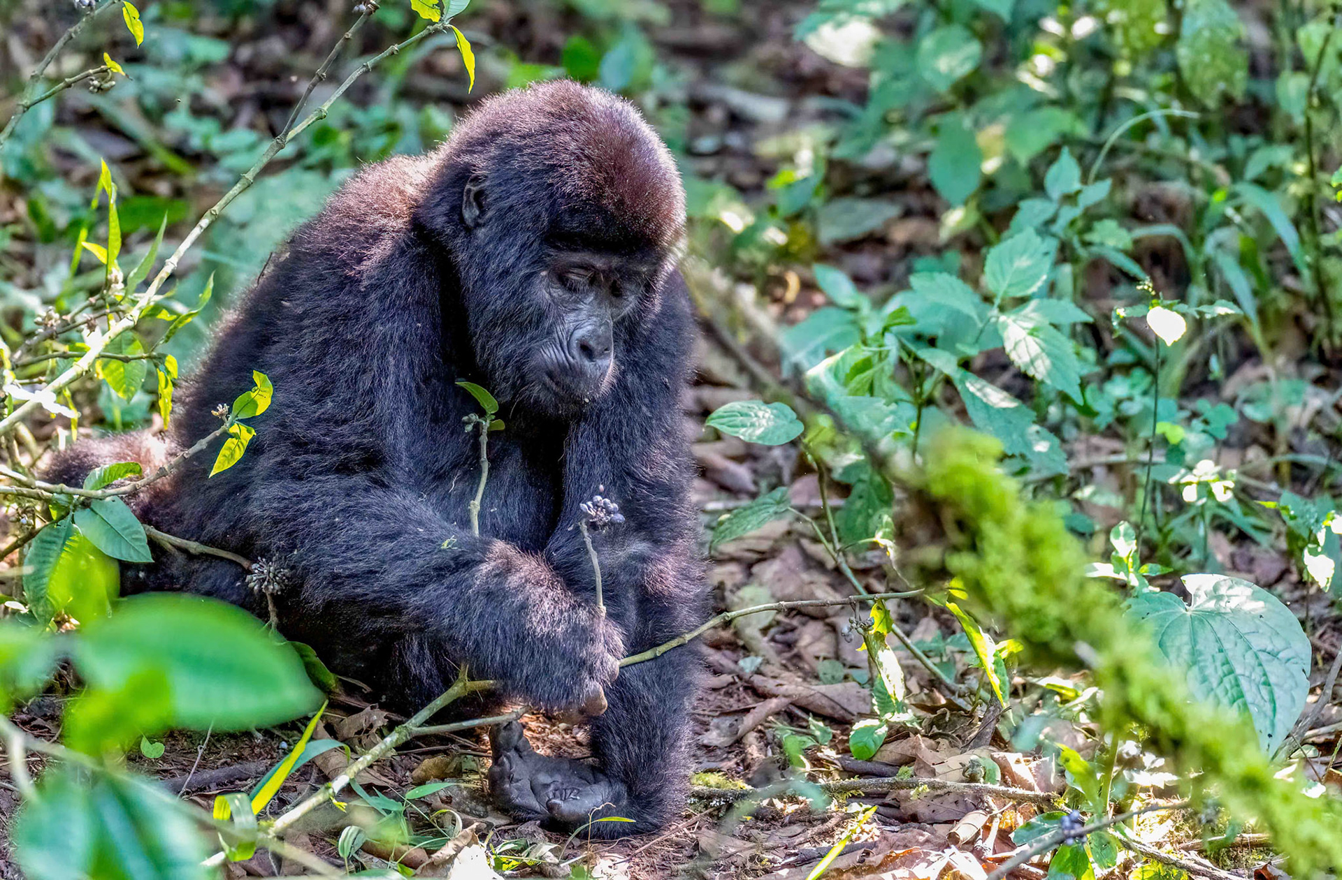 Infant exploring potential food sources, Katwe Gorilla Family, Bwindi NP. Uganda. 05-08-23.