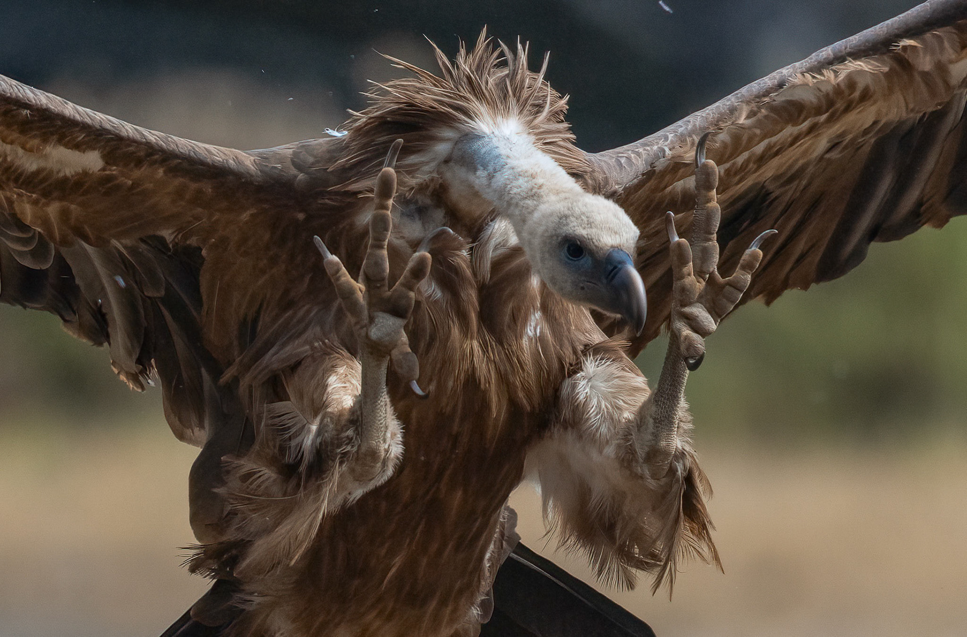 Griffon Vulture, Adamuz, Andalucia Spain. 29-05-23.