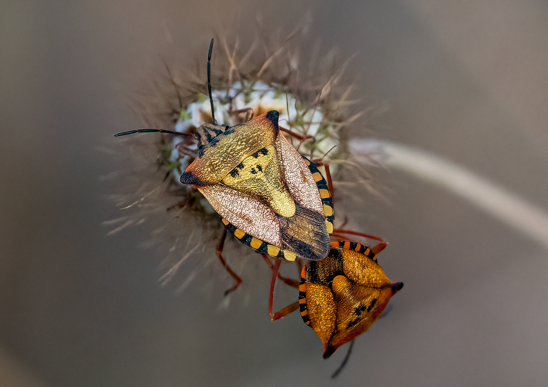 Shield Bugs (Carpocorus podicus) mating, La Biar, Valencia, Spain.19/06/22.
